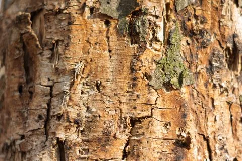 Natural texture of a tree trunk in sunlight during daytime Stock Photos