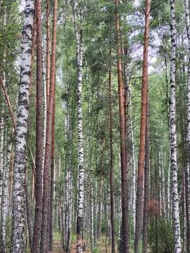 Natural texture of tree trunks in a mixed forest Stock Photos