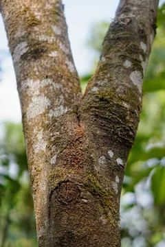 Natural texture of a two-branched old wood trunk surface against a blurred green Stock Photos