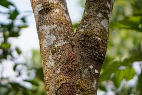 Natural texture of a two-branched old wood trunk surface against a blurred green Stock Photos