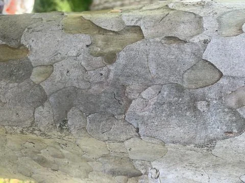 Natural texture view of tree bark Stock Photos