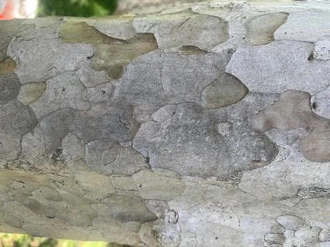 Natural texture view of tree bark Stock Photos