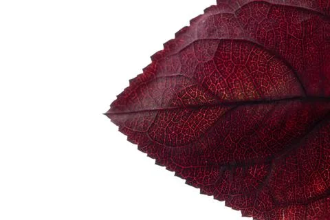 Natural textures, abstract background. High quality photo. Macro photography of Stock Photos