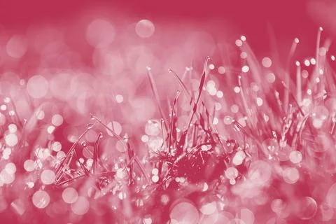 Natural textures and patterns of the grass Stock Photos
