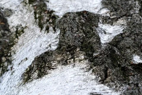 Natural textures blend in a close-up of birch tree bark 스톡 사진