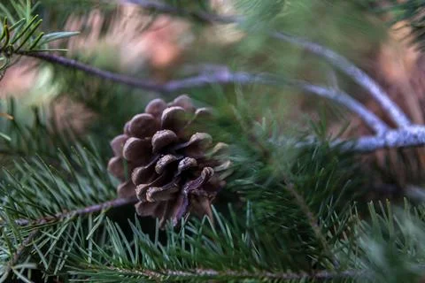Natural Textures Stock Photos