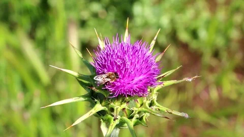 Natural thistle flower. Stock Footage 109540380
