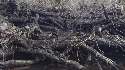 The Natural Threshold Video stock 330289613