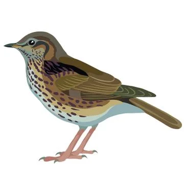 Natural thrush bird, isolated object on white background, vector illustration Stock Illustration