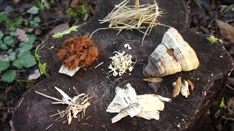 Natural Tinders for Primitive Fire Making. Materials for Starting Camp Fires Stock Footage 306536692