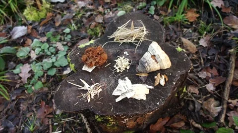 Natural Tinders for Primitive Fire Making. Materials for Starting Camp Fires Stock Footage 306536738