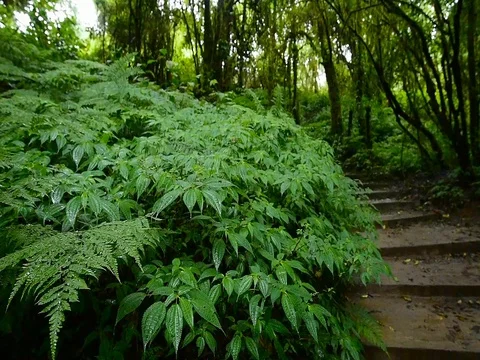 Natural trail Doi Inthanon park in Chiang Mai Province, Thailand Video stock 77373113