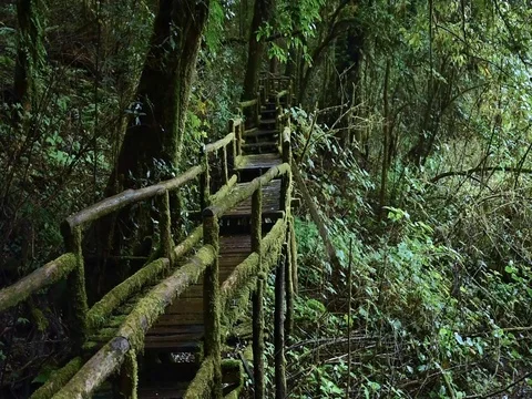 Natural trail Doi Inthanon park in Chiang Mai Province, Thailand Video stock 77373146