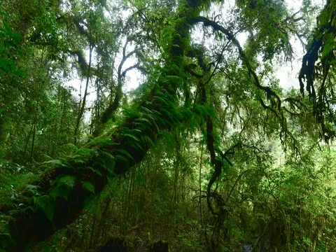 Natural trail Doi Inthanon park in Chiang Mai Province, Thailand Видео 77373254
