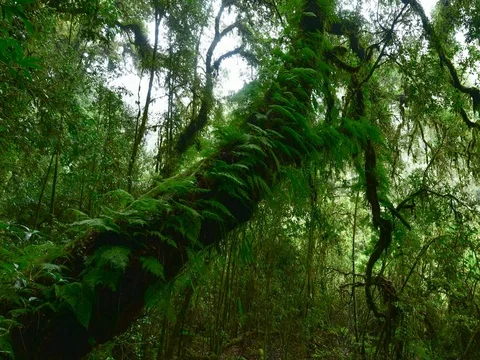 Natural trail Doi Inthanon park in Chiang Mai Province, Thailand Vídeos de archivo 77373267