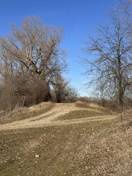 Natural Trail Surrounded by Bare Trees Under Blue Sky Stock Photos