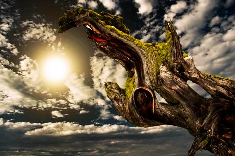 Natural tree and sky Stock Photos