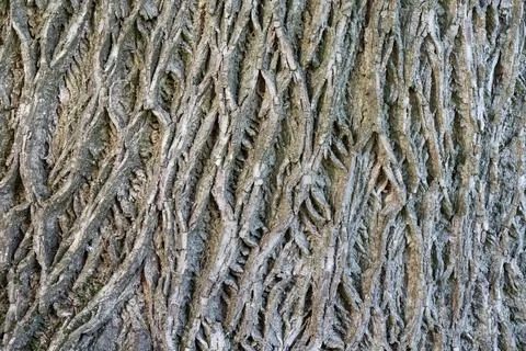 Natural tree background Foto stock