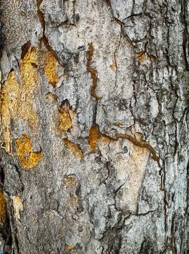 Natural tree bark background Foto stock