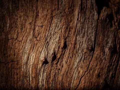 Natural tree bark, background, texture. Foto stock