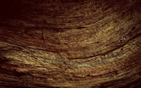 Natural tree bark, background, texture. Foto stock