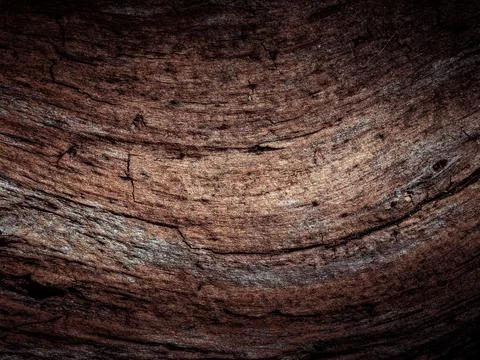 Natural tree bark, background, texture. Foto stock