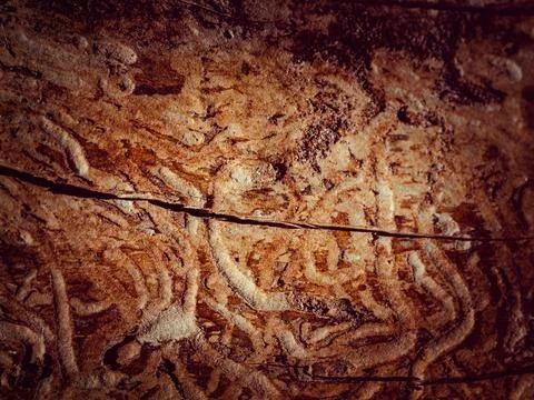 Natural tree bark, background, texture. Foto stock