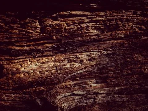 Natural tree bark, background, texture. Foto stock