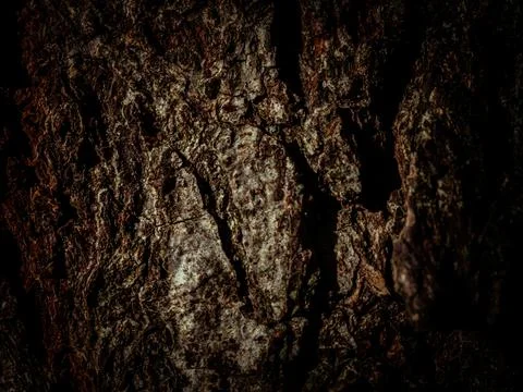 Natural tree bark, background, texture. Foto stock