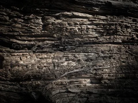 Natural tree bark, background, texture. Foto stock