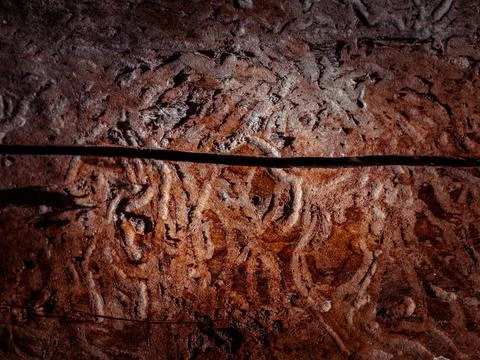 Natural tree bark, background, texture. Foto stock