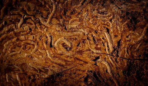 Natural tree bark, background, texture. Foto stock