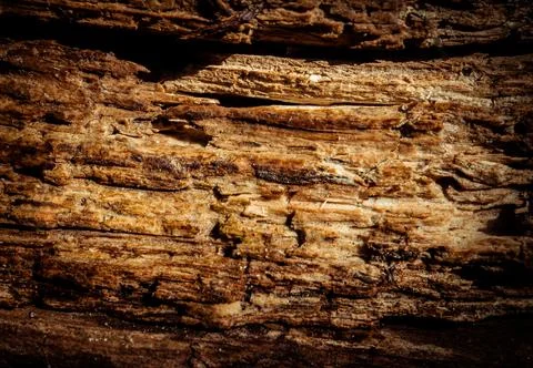 Natural tree bark, background, texture. Foto stock