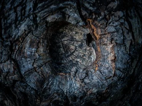 Natural tree bark, background, texture. Foto stock