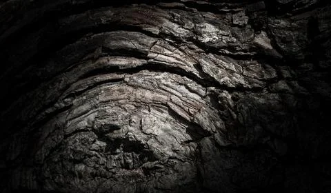 Natural tree bark, background, texture. Foto stock