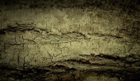 Natural tree bark, background, texture. Foto stock