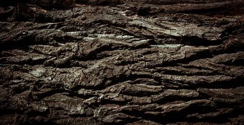 Natural tree bark, background, texture. Foto stock