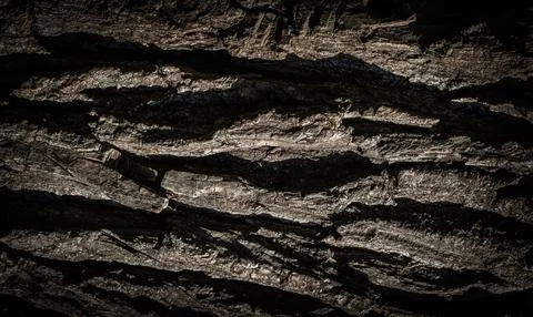 Natural tree bark, background, texture. Foto stock