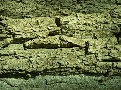 Natural tree bark, background, texture. Foto stock