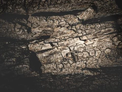 Natural tree bark, background, texture. Foto stock