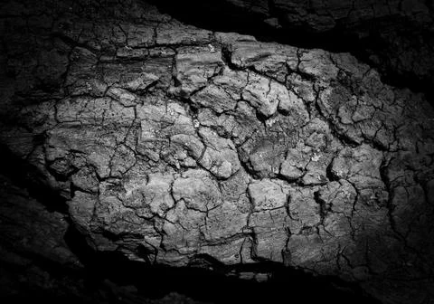 Natural tree bark, background, texture. Foto stock