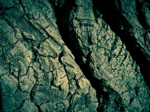 Natural tree bark, background, texture. Foto stock