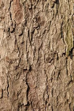 Natural tree bark Stock Photos