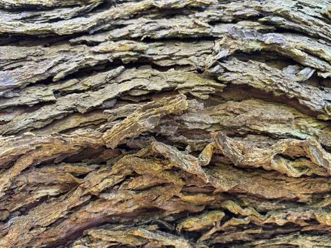 Natural Tree Bark Texture and Pattern With Rustic Rugged Organic Wood Layers Stock Photos