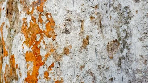 Natural Tree Bark Texture for background Stock Photos
