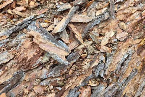 Natural Tree Bark Texture for Background and Design Elements Foto stock