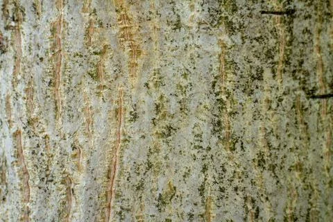 Natural tree bark texture closeup with rough surface and greenish lichen 库存照片