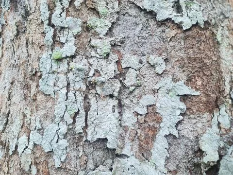 Natural Tree Bark Texture With Lichen Growth Background Pattern 库存照片