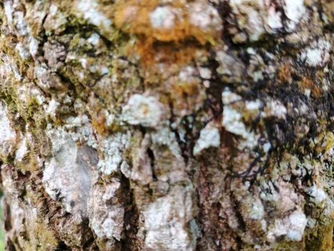 Natural Tree Bark Texture with Lichen and Moss 库存照片