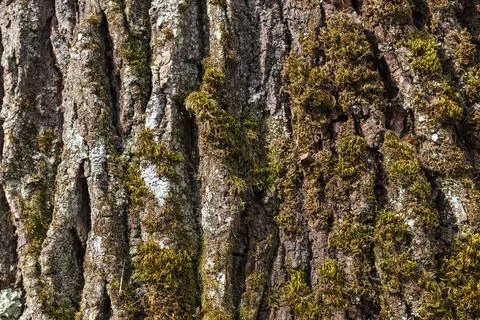 Natural Tree Bark Texture with Moss and Lichen Detailed Organic Background Stock Photos